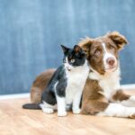 Flooring Options for Pet Owners